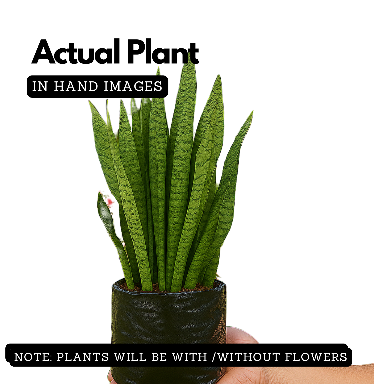 Live Snake Plant (Sansevieria trifasciata)(Home & Garden)