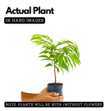 Hirwa Chafa Plant/Hari Champa/Green Champa Live Plant (Home & Garden)