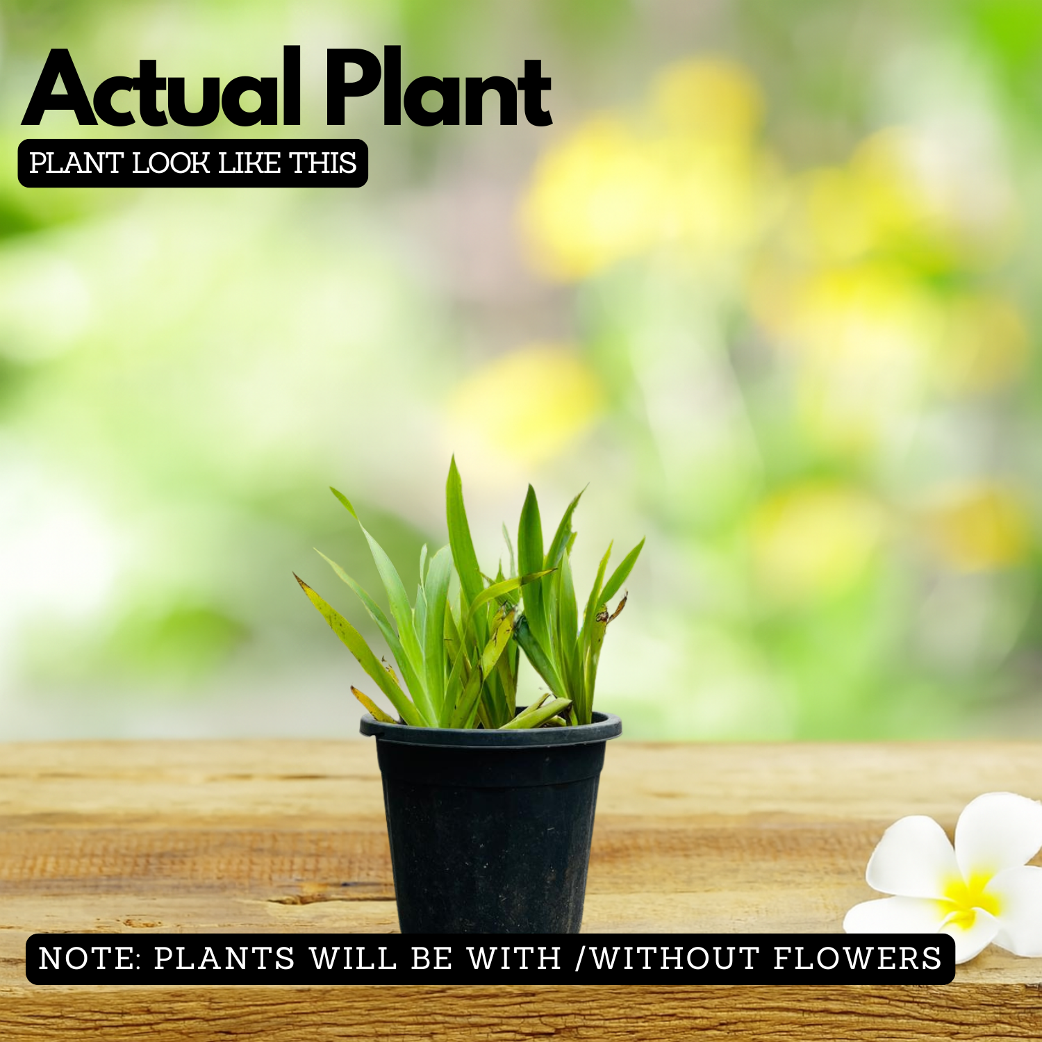 Dove Tail Orchid (Xiphidium caeruleum) Flowering/Ornamental Live Plant (Home & Garden)