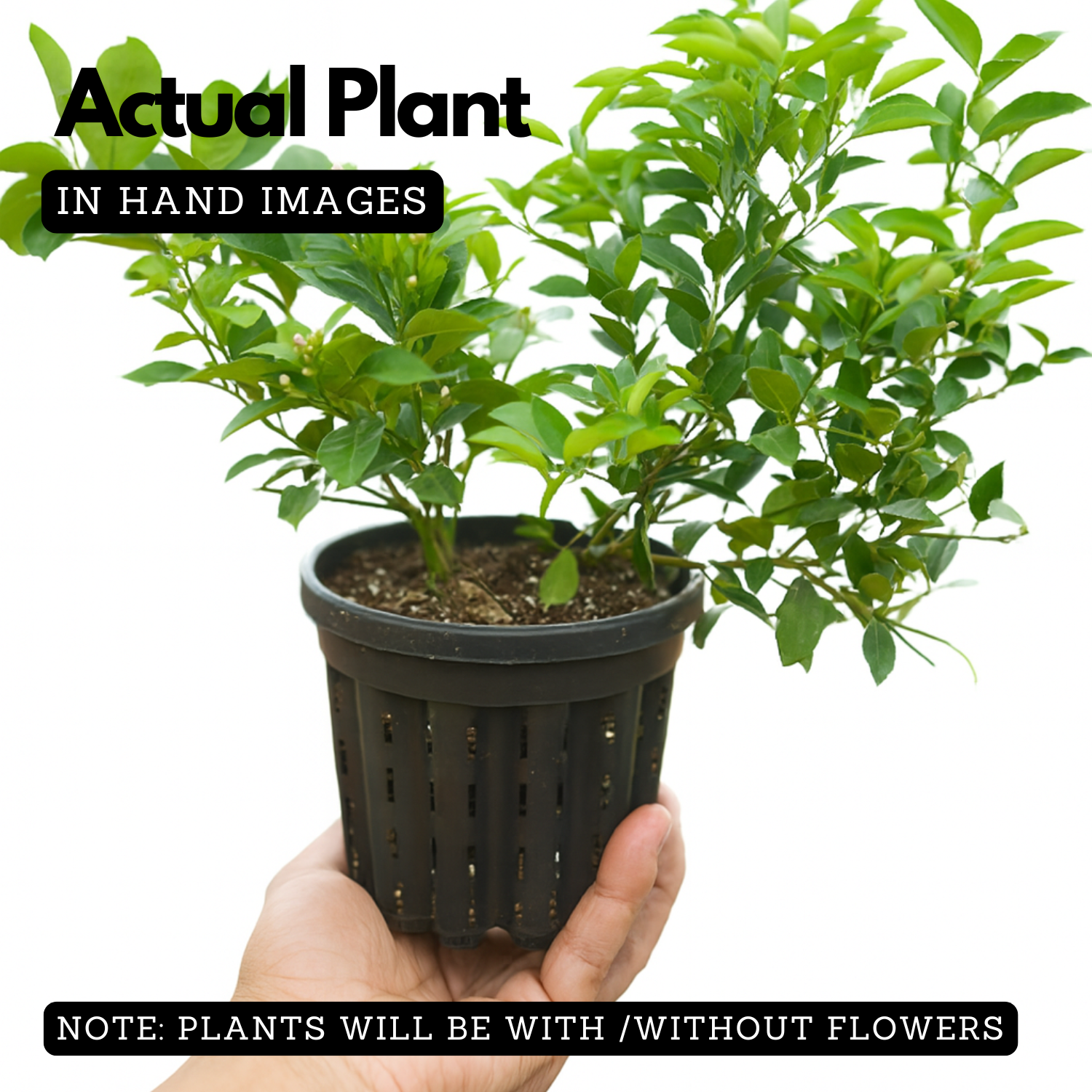 Cocktail Lemon Live Plant (Home & Garden)