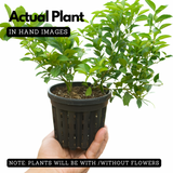 Cocktail Lemon Live Plant (Home & Garden)