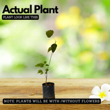 Navagraha: Vyazham (Plant: Arayal-Ficus Religiosa) Live Plant (Home & Garden)