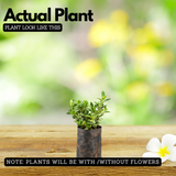 Snow Rose Variegated Live Plant (Serissa Japonica) | Miniature White Flowering Shrub | Ornamental Plant for Home & Garden