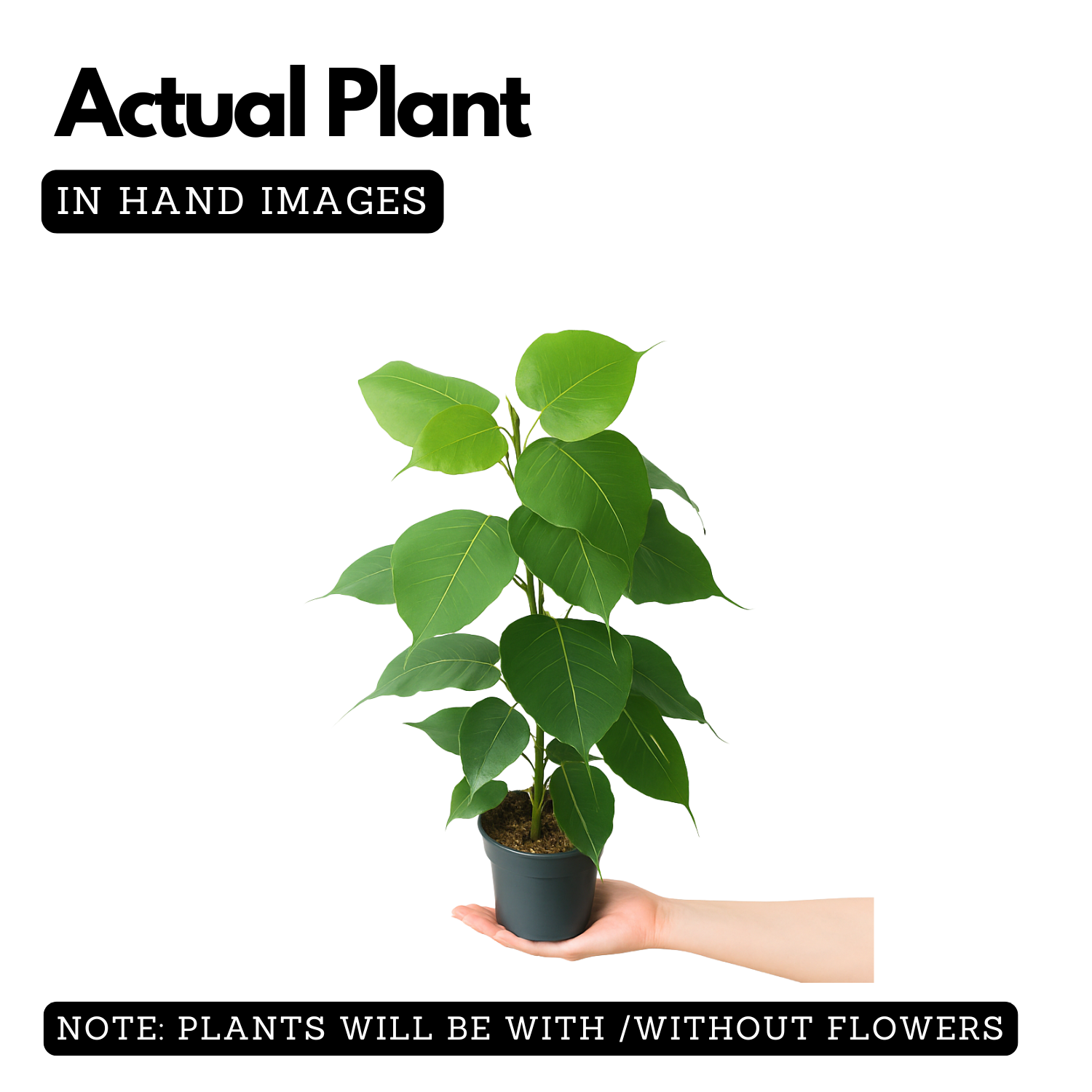 Peepal Tree(Ficus Religiosa)Live Plant (Home & Garden)