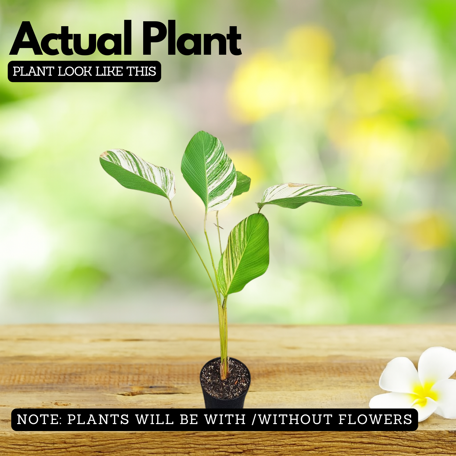 Calathea Lutea Variegated - Ornamental Live Plant (Home & Garden)