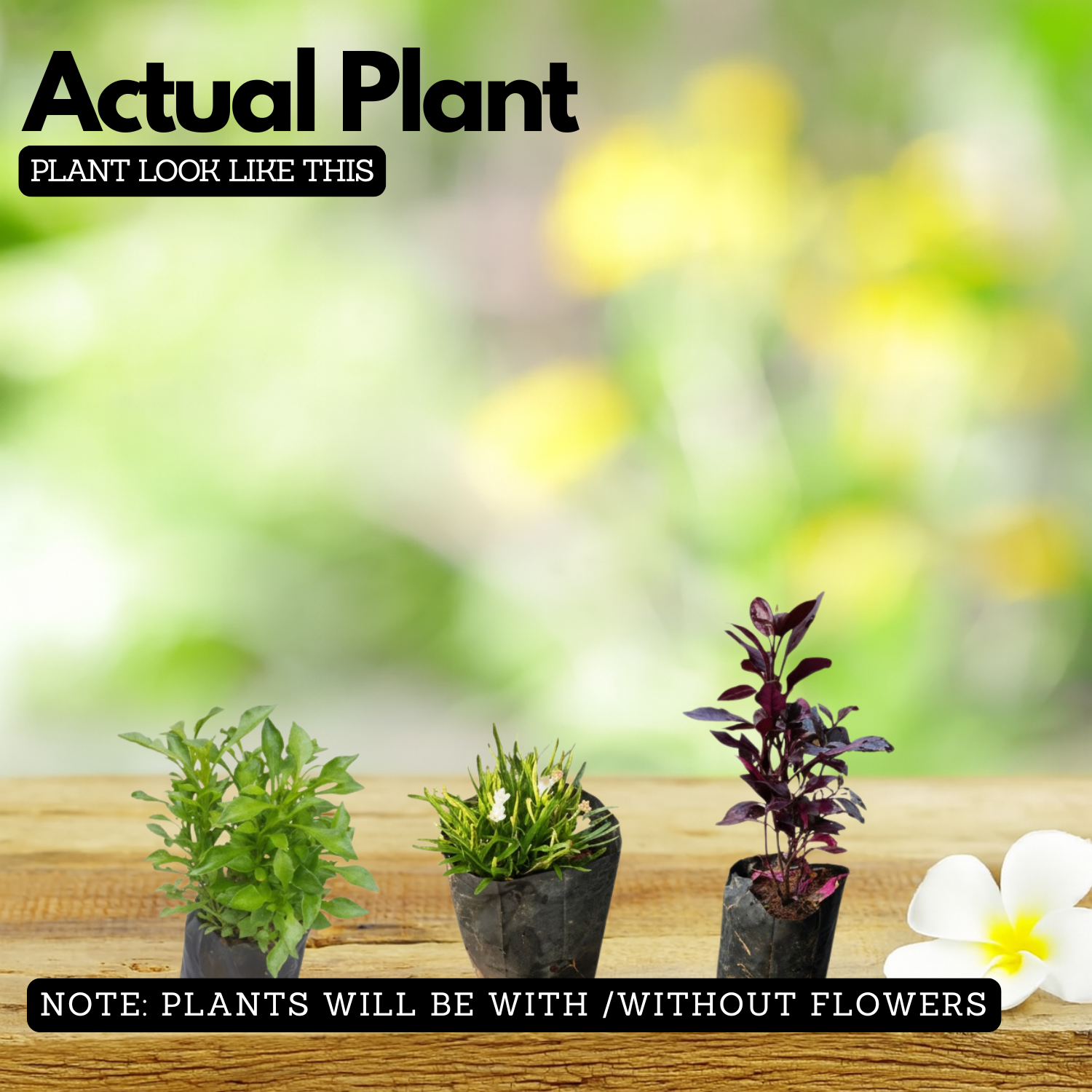 Vertical Plants Combo – Alternanthera Green, Alternanthera Purple & Star Grass (Hemigraphis repanda) | Pack of 9 Live Plants (3 Each) | Ideal for Vertical Garden & Landscape