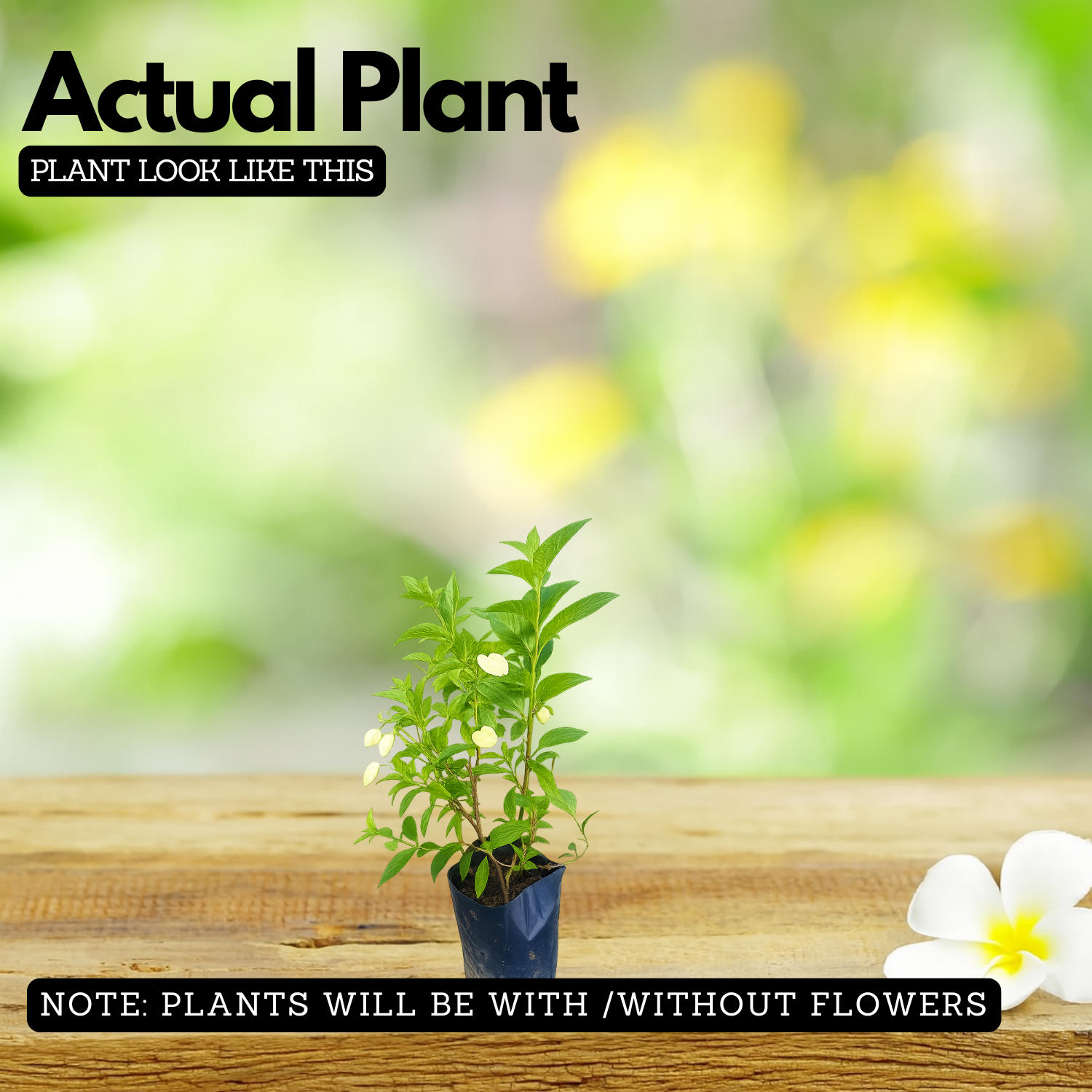 Mussaenda Lutea Flowering/Ornamental Shrub Live Plant (Home & Garden)