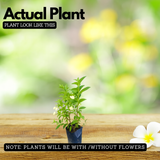 Mussaenda Lutea Flowering/Ornamental Shrub Live Plant (Home & Garden)