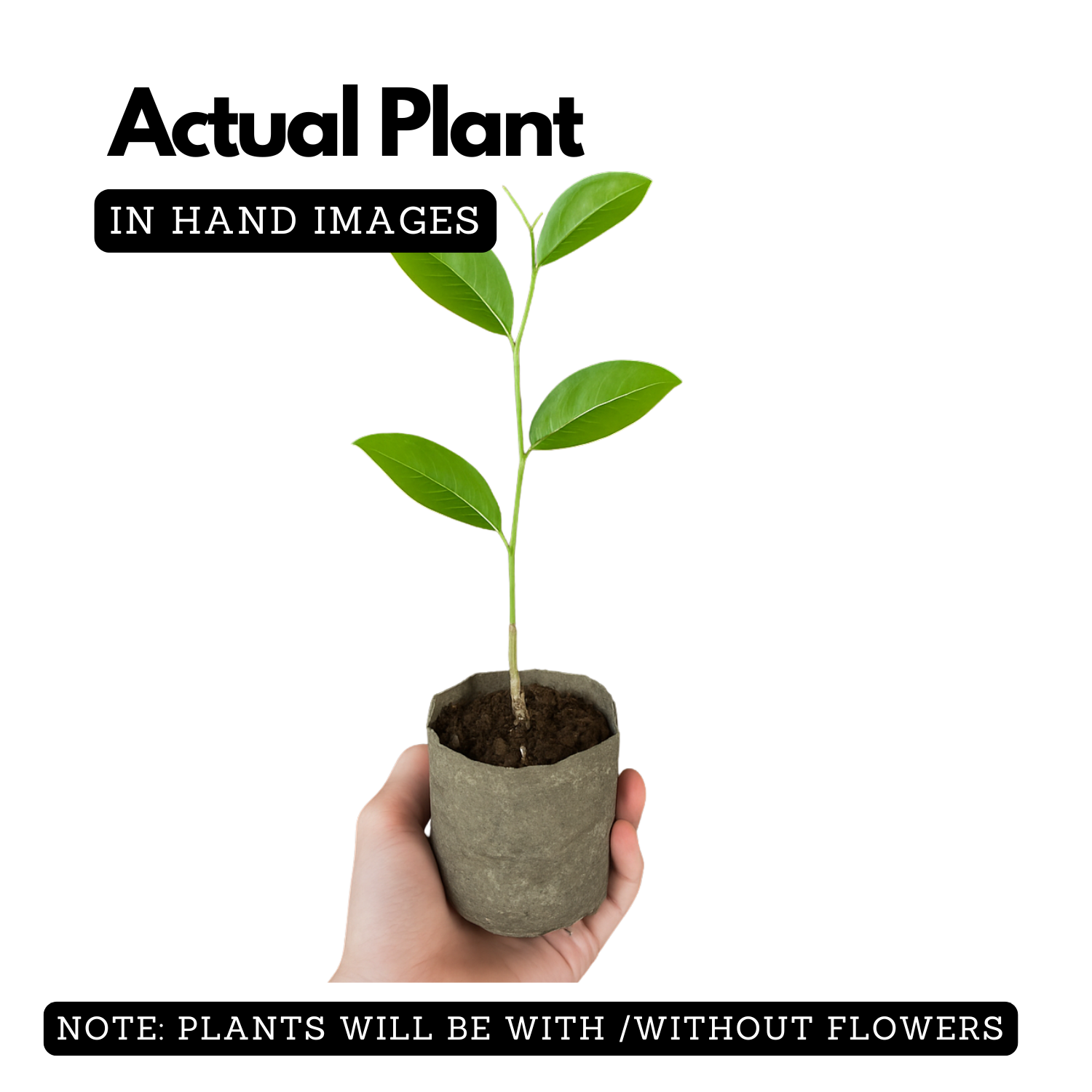 Congea Tomentosa Live Plant (Home & Garden)