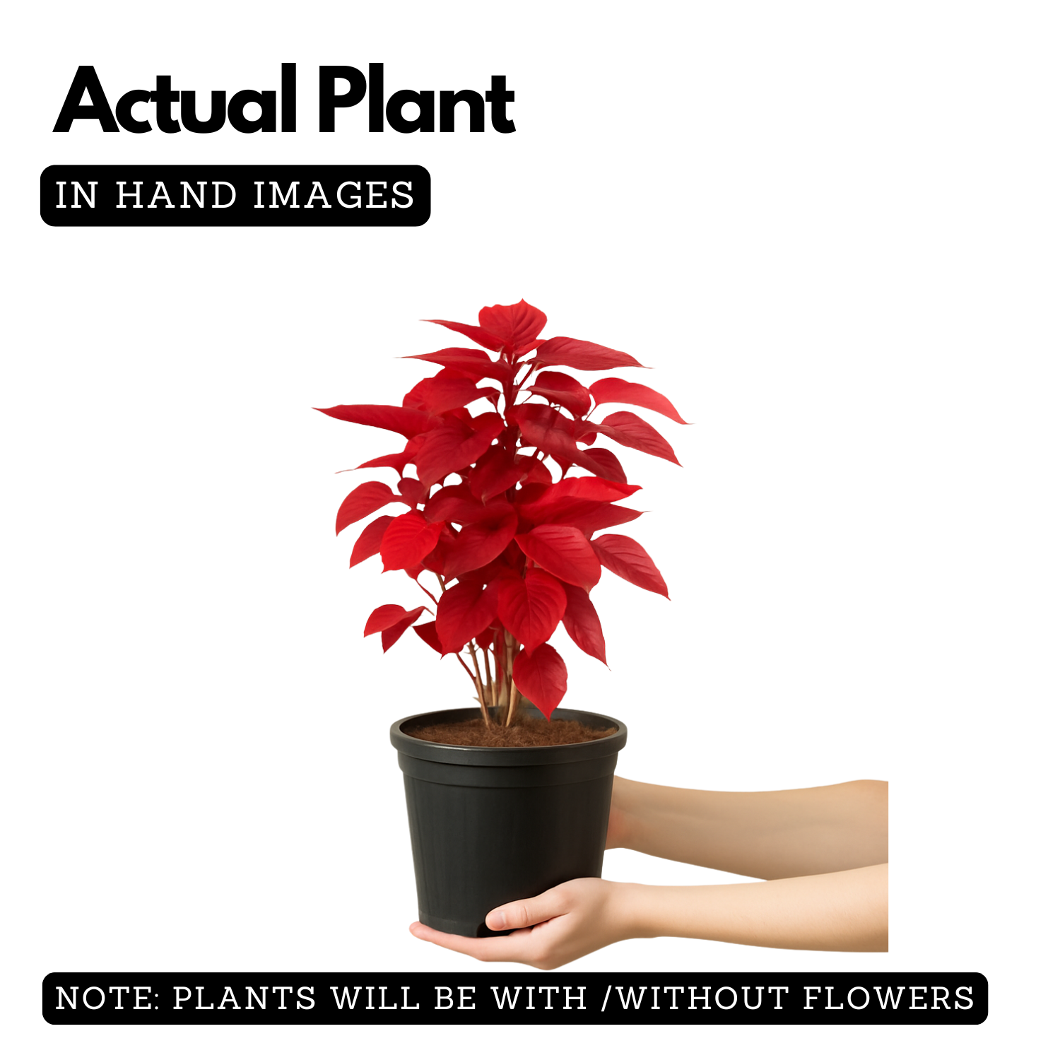 Acalypha Red Plant (Home & Garden)