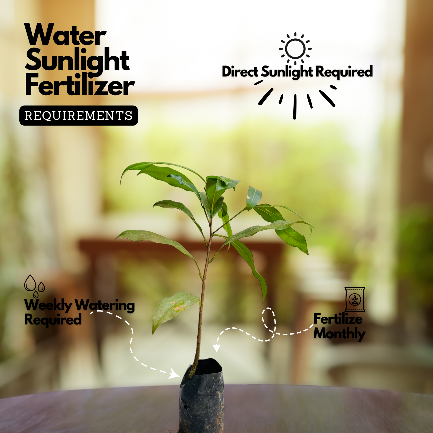 Malayalam Zodiac Sign (Rashi)– Thulam (LIbra) Plant: Elanji Plant (Mimusops Elengi) Live Plant (Home & Garden)