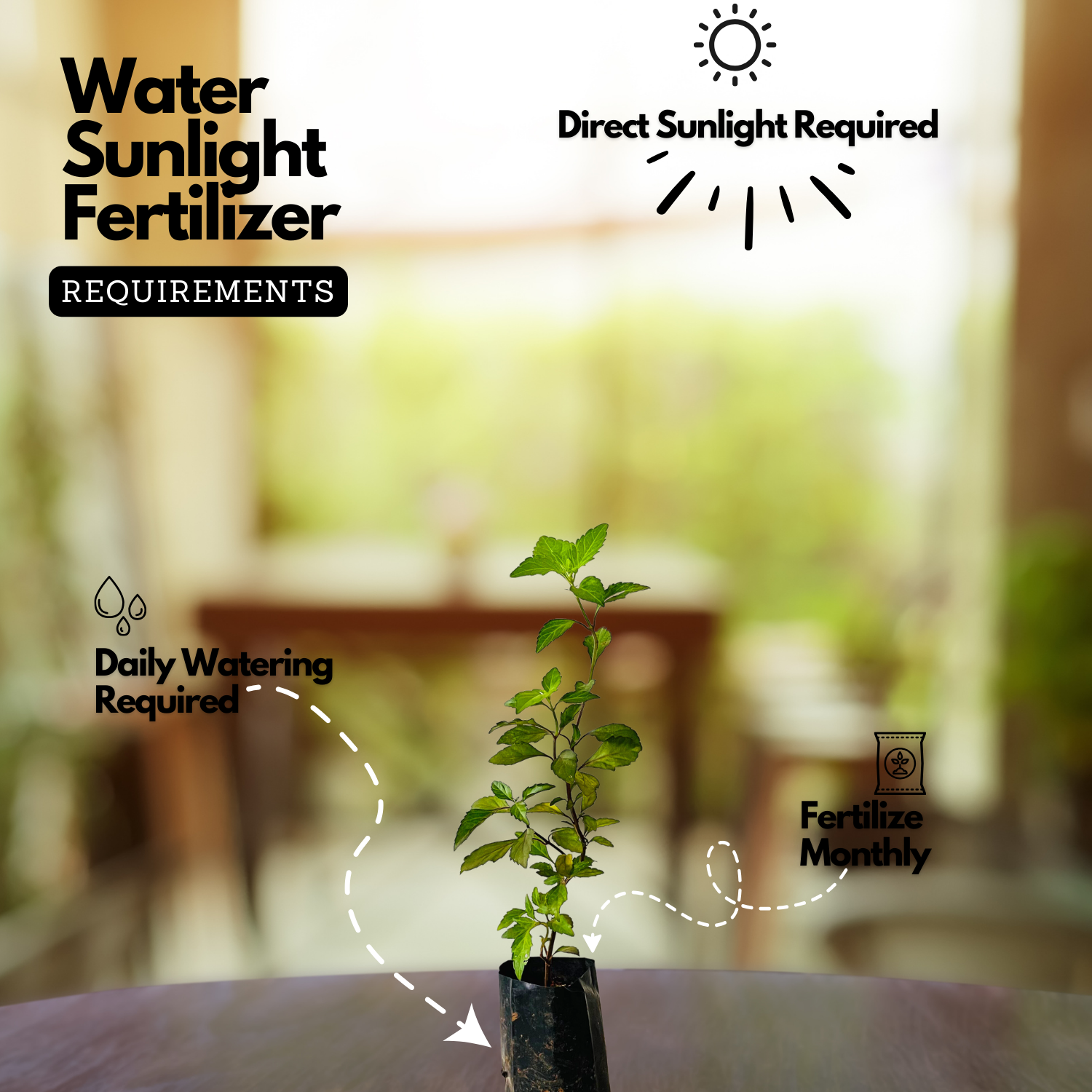 Poocha Meesha / Cats Whiskers Plant (Orthosiphon Aristatus) - Flowering/Ornamental/Medicinal Live Plant (Home & Garden)