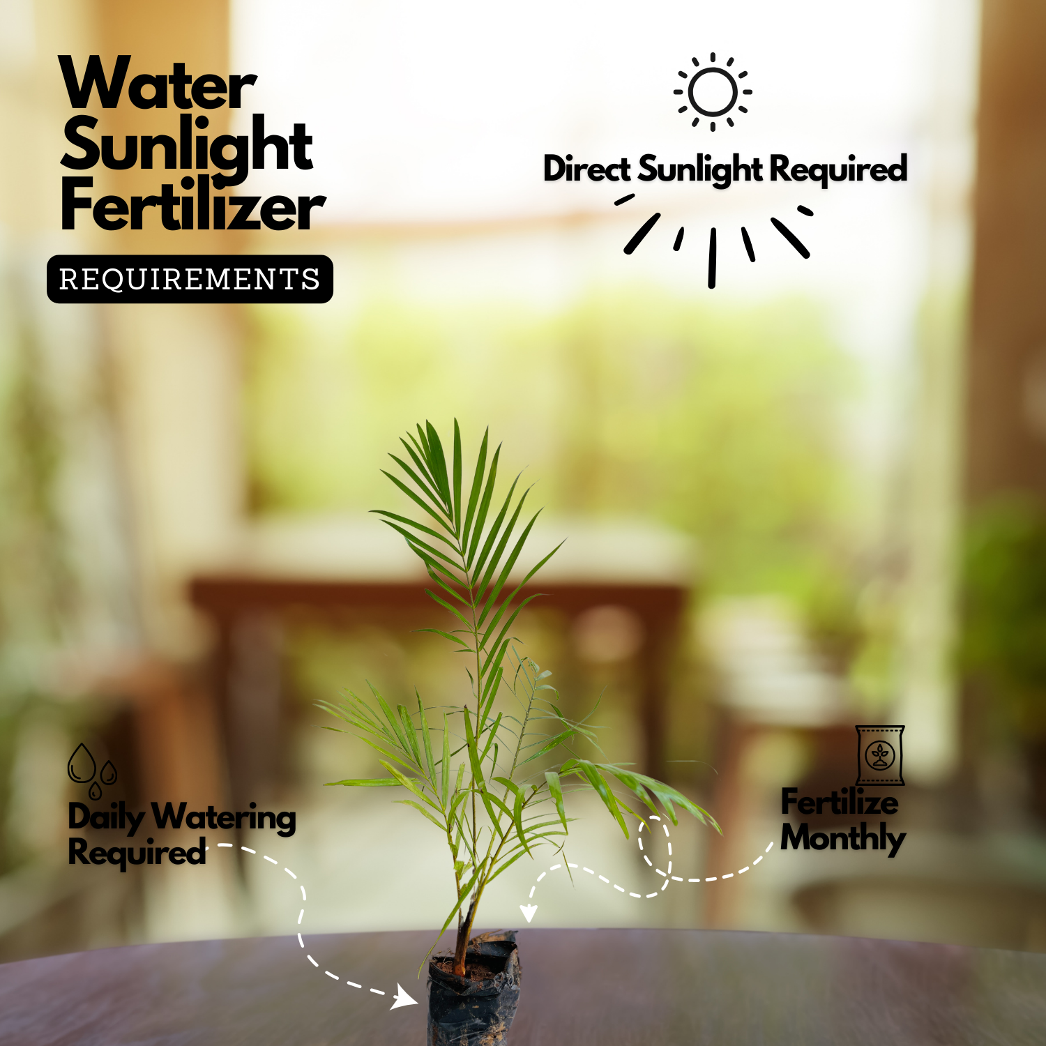 Redneck Palm (Dypsis leptocheilos) Ornamental Live Plant (Home & Garden)