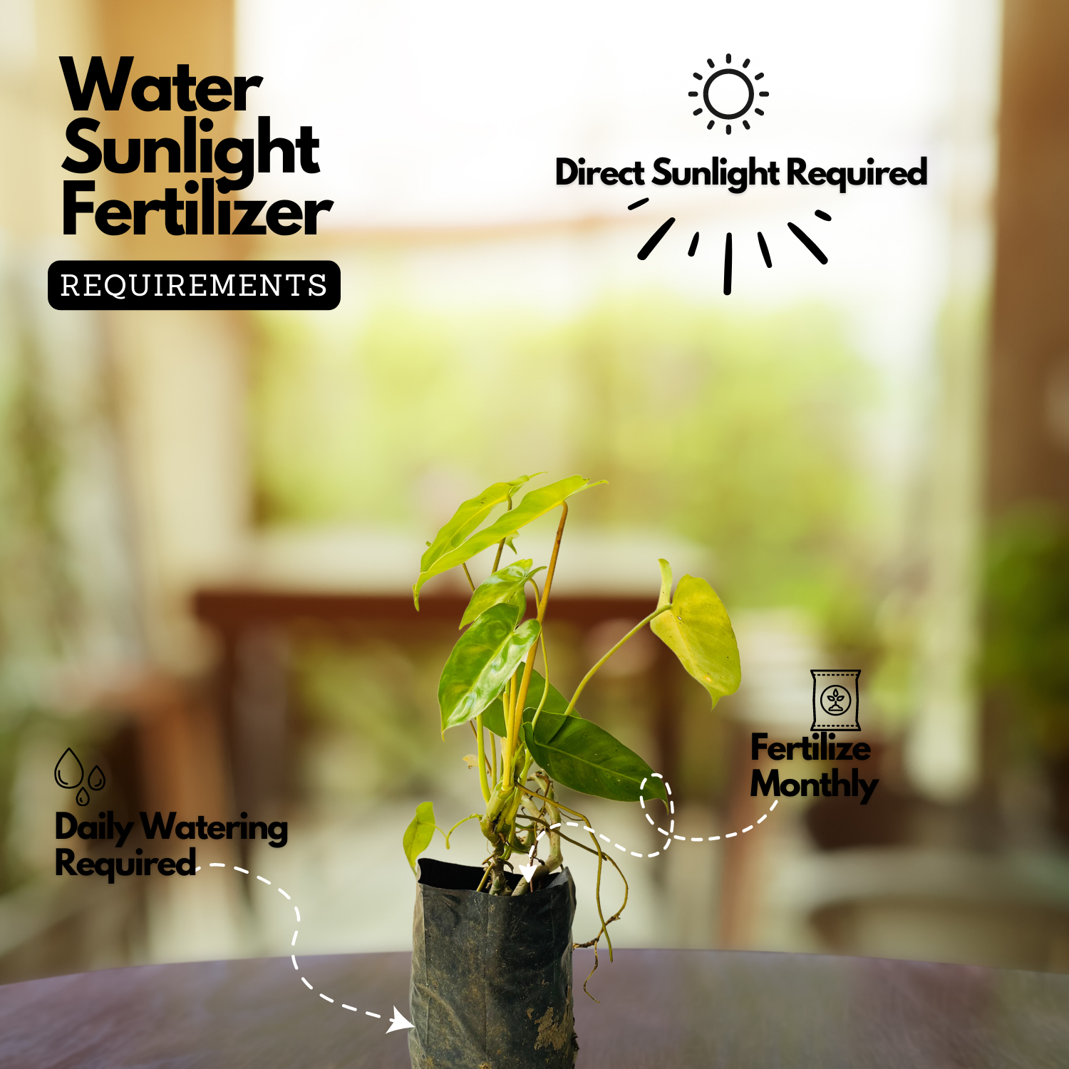 Kerala Hybrid Philodendron Ornamental / Creeper Live Plant (Home & Garden)