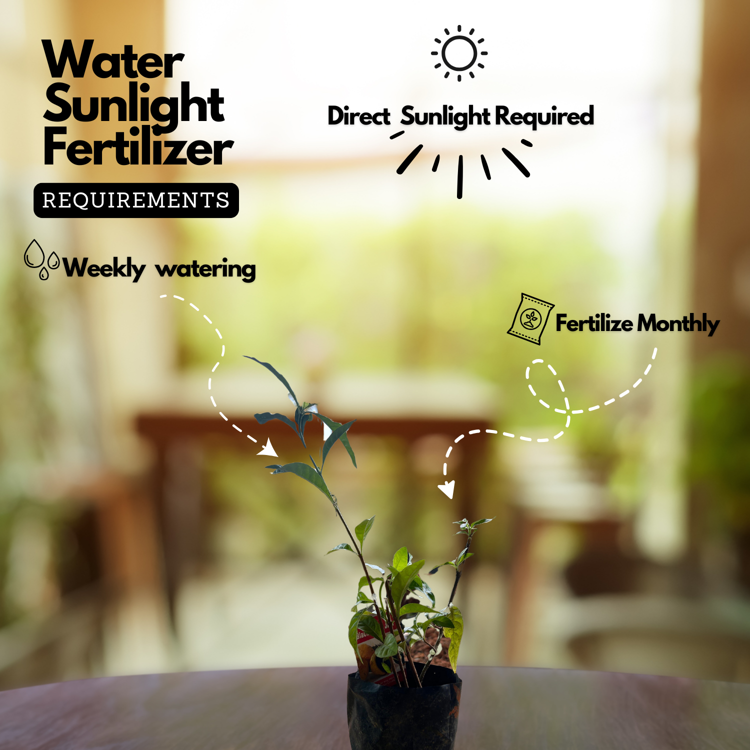 Blackberry Jam Plant (Rubus fruticosus) Fruit Live Plant (Home & Garden)