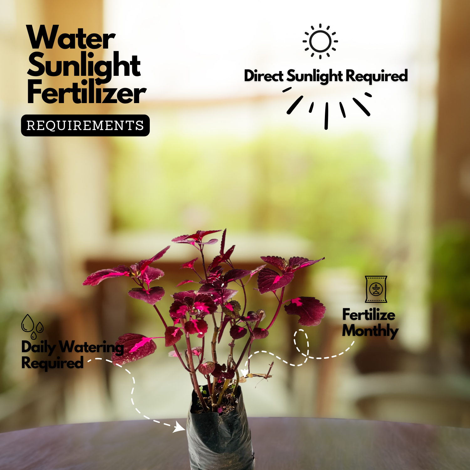 Coleus Plant (Coleus scutellarioides) (Any Colour) Ornamental Live Plant (Home & Garden)