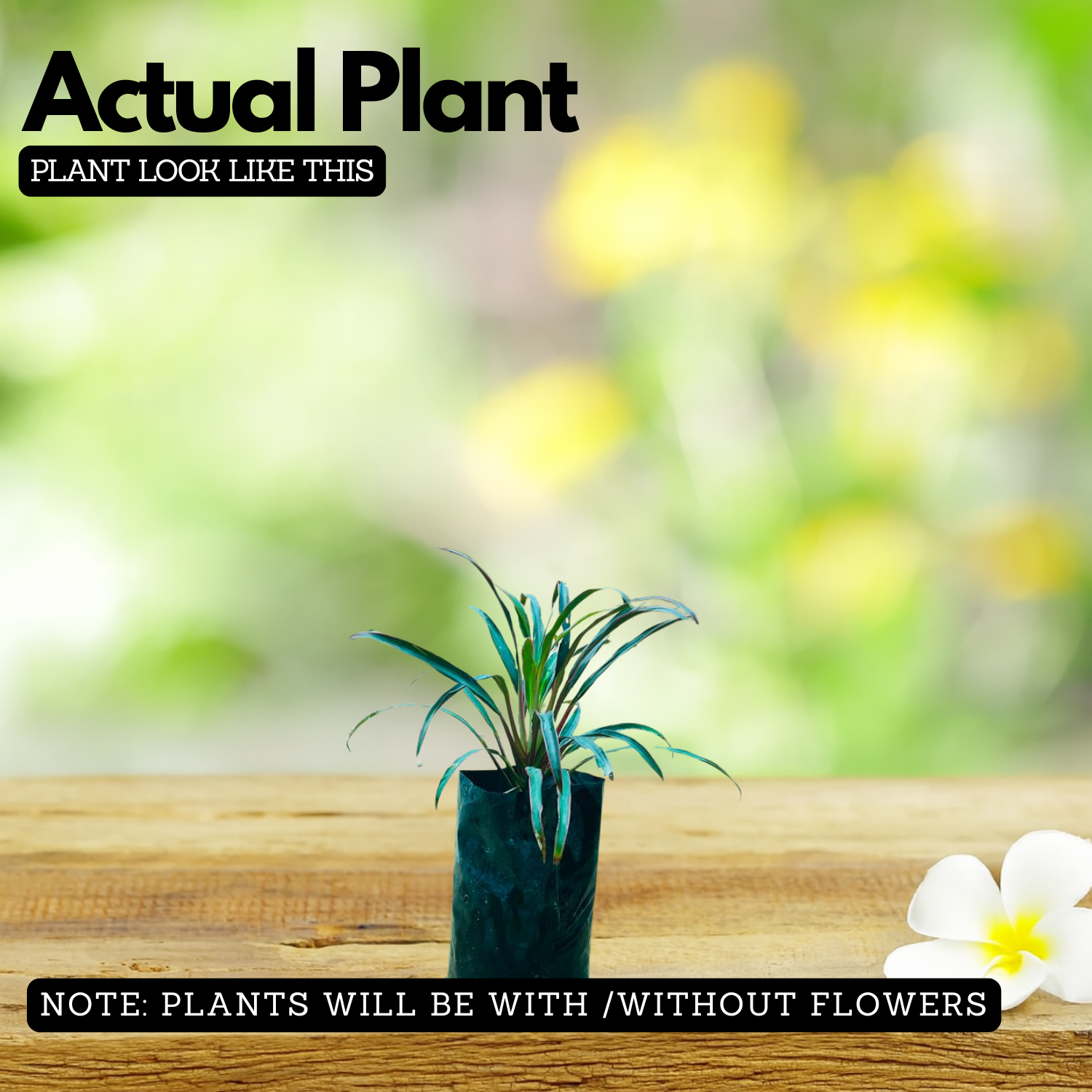 Dracaena Marginata Narrow Leaf Live Plant (Home & Garden)