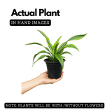 Dracaena Dara SinghLive Plant (Home & Garden)