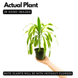 Dracaena Massangeana(Cornstalk Dracaena Variegated)Live Plant (Home & Garden)