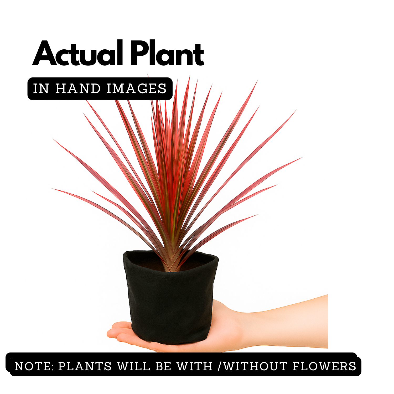 Dracaena Colorama( Dracaena marginata) Live Plant (Home & Garden)