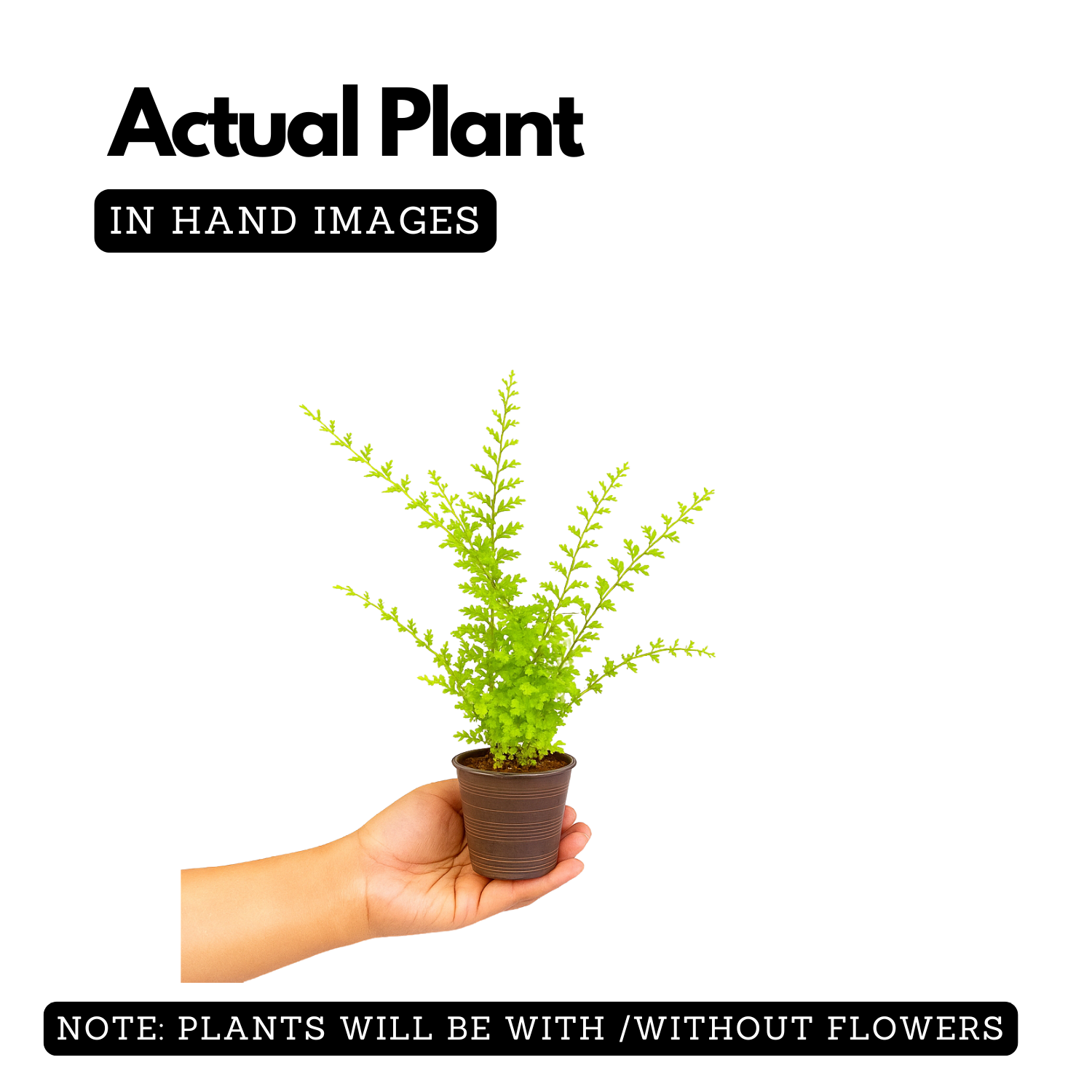 Cotton Candy Fern Live Plant (Home & Garden)