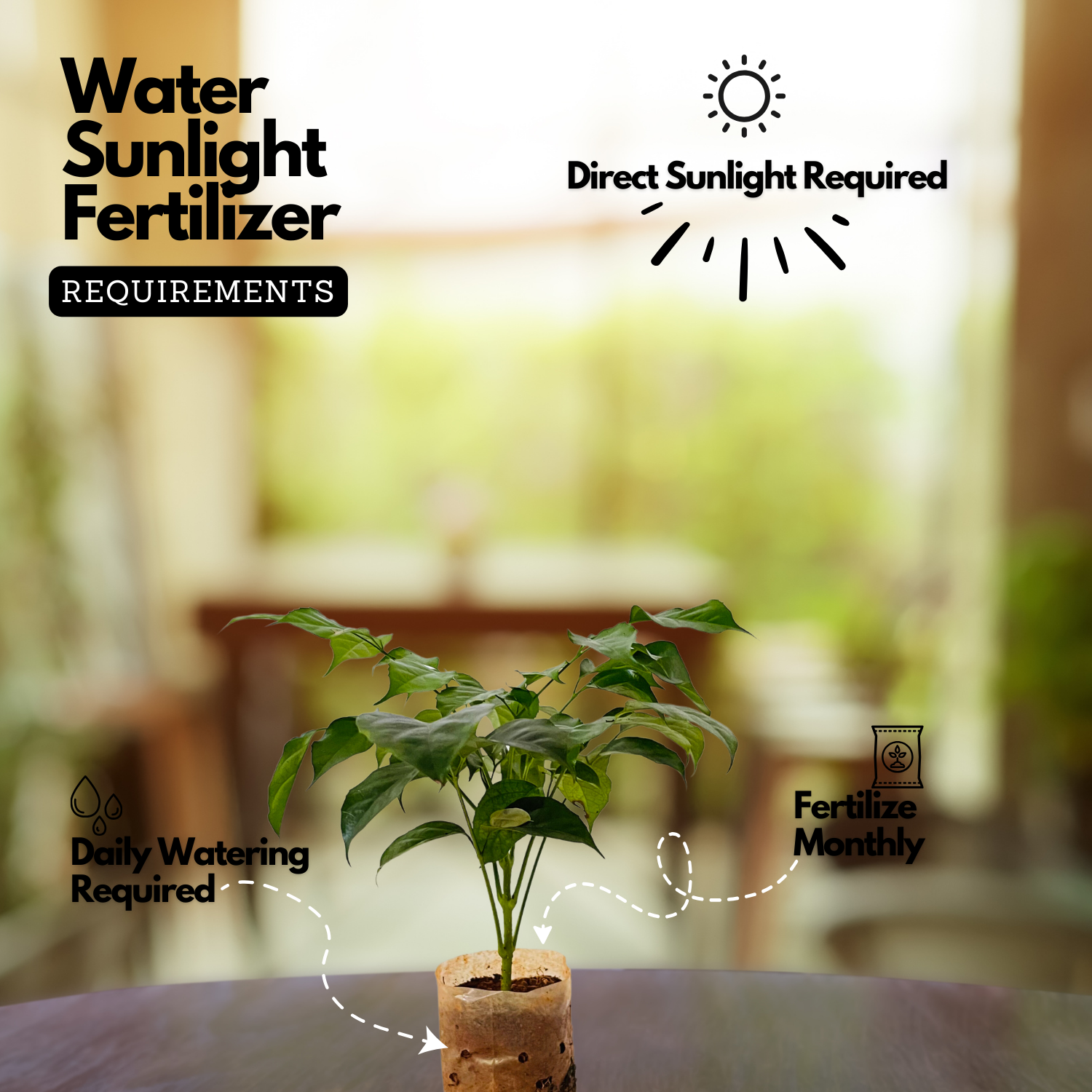 China Baby Doll (Small) (Radermachera sinica) Ornamental Live Plant in Ploybag (Home & Garden)