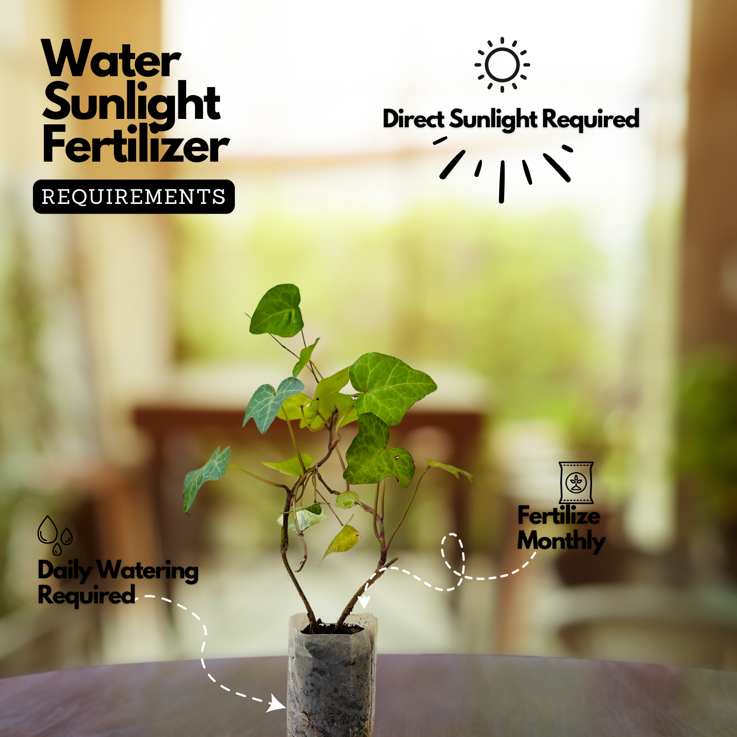 English Ivy / Hedera helix Ornamental / Creeper Live Plant (Home & Garden)