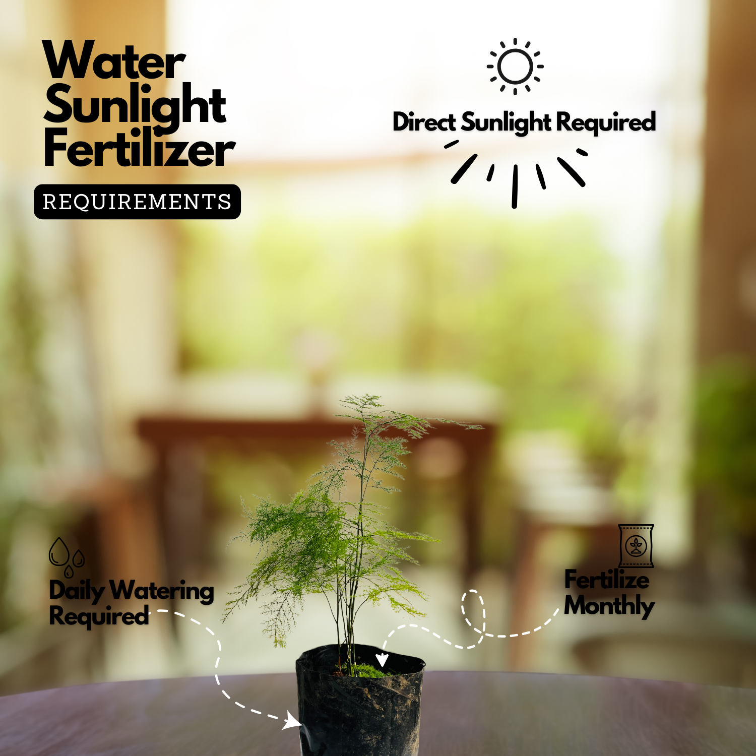 Evergreen Plant Ornamental Live Plant (Home & Garden)
