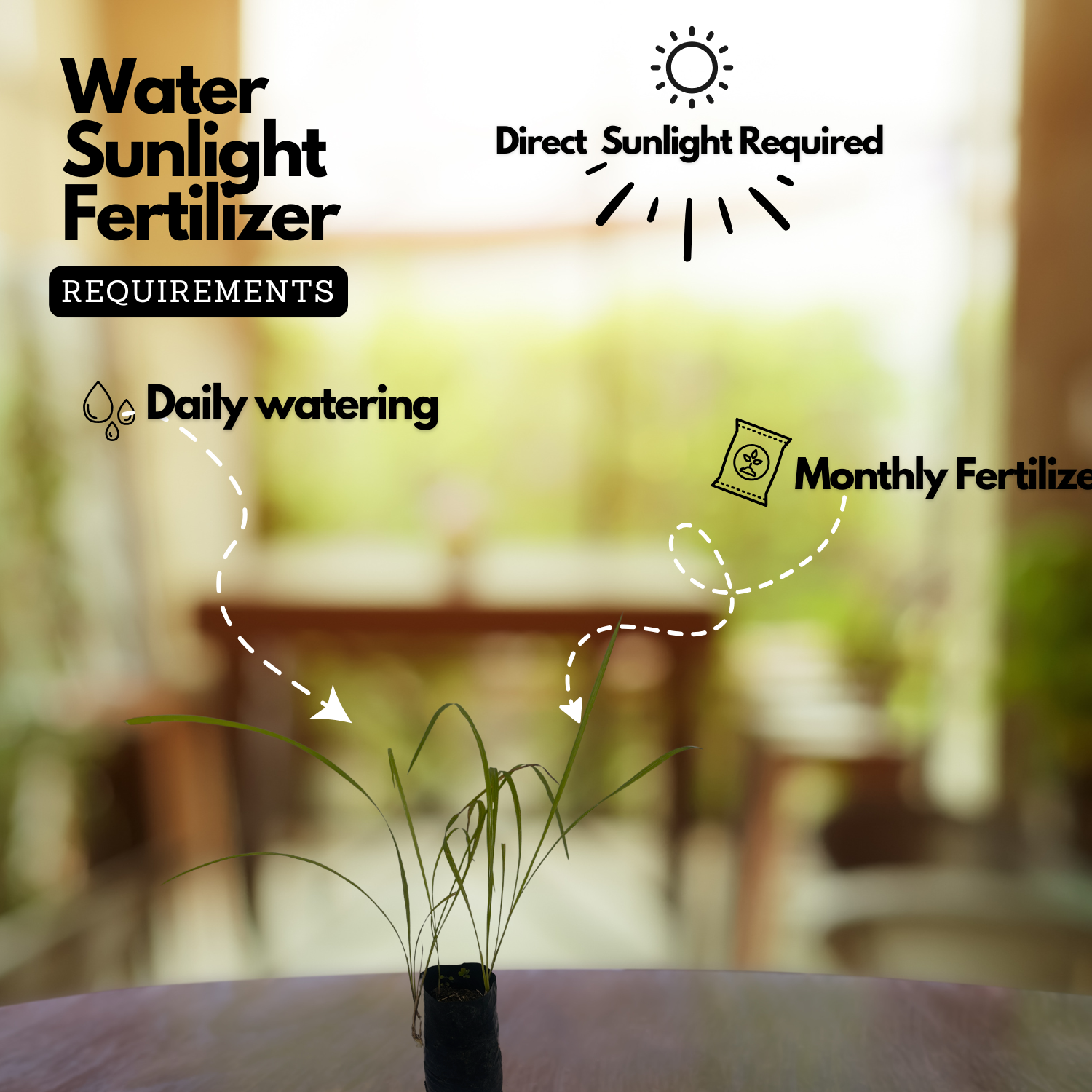 Darbha /Kusha Grass (Desmostachya bipinnata)Live Plant (Home & Garden)
