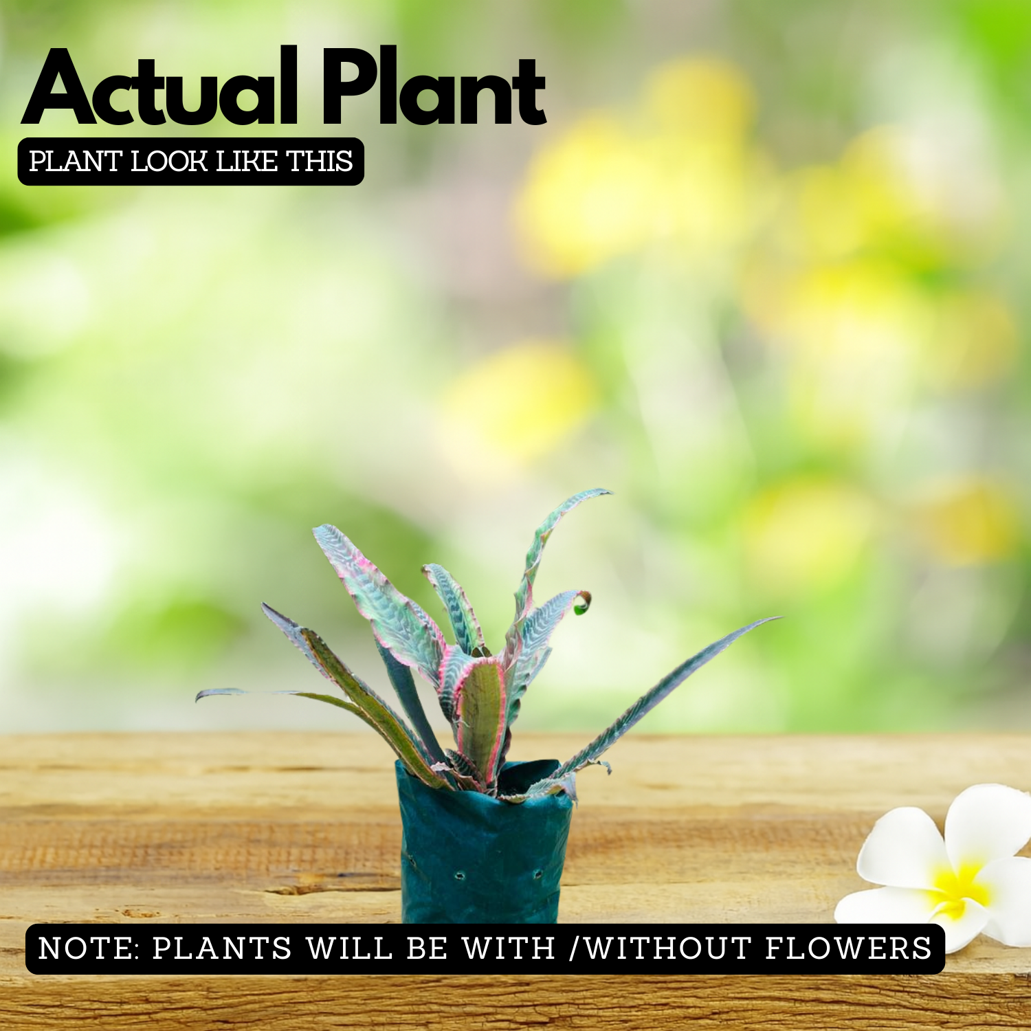 Red Pineapple Live Plant | Decorative Red Fruit Tropical Plant (Home & Garden)