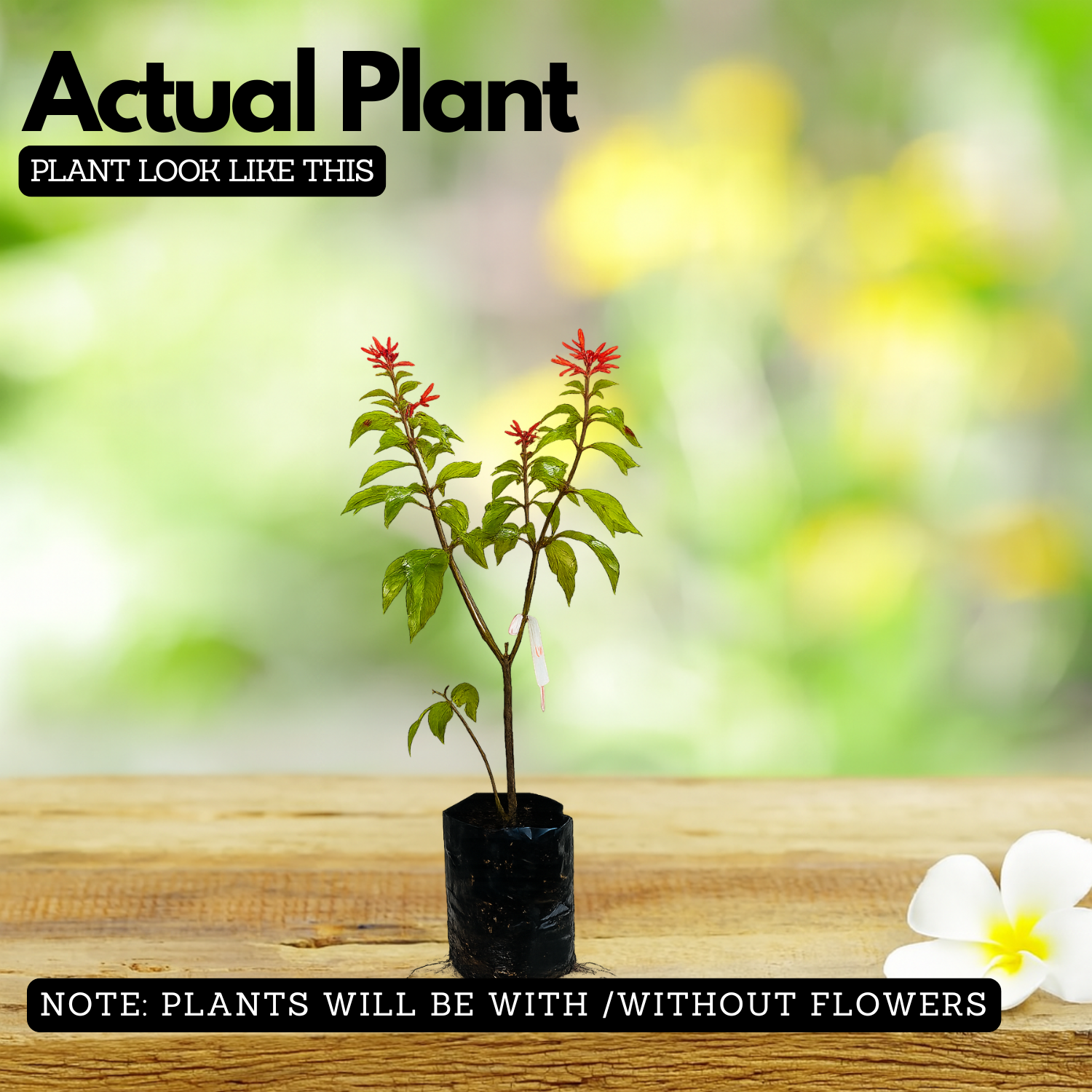 Hamelia Patens | Firebush, Hummingbird Bush, Scarlet Bush Flowering / Ornamental Live Plant (Home & Garden) (Copy)