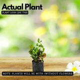 Apple Croton Live Plant | Colourful Foliage Ornamental Plant for Home & Garden