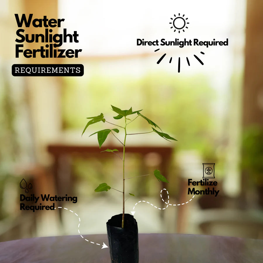 Papaya(Carica papaya) Seedling Fruit Live Plant (Home & Garden)