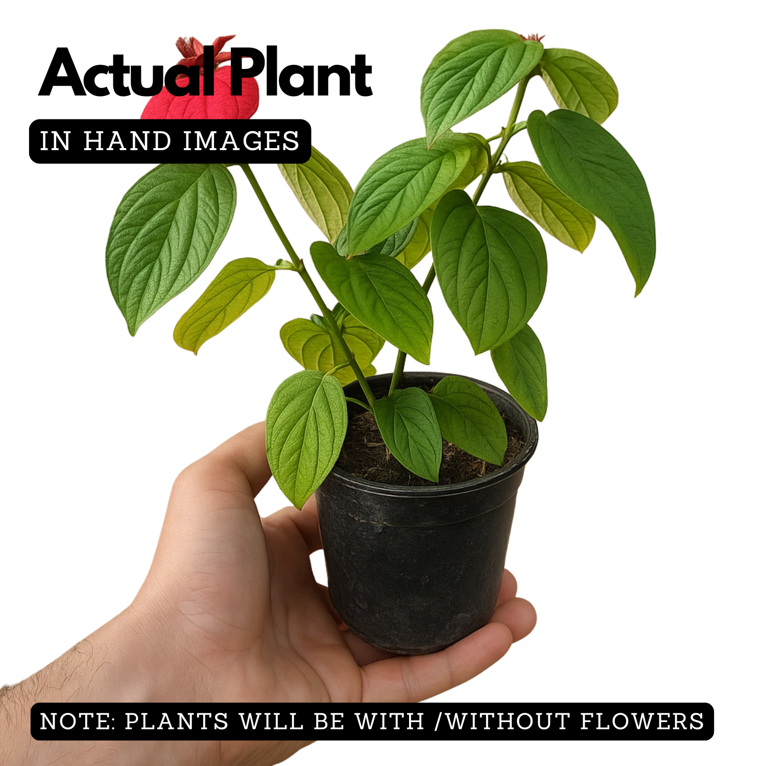 Mussaenda Red Mussaenda erythrophylla Live Plant(Home & Garden)
