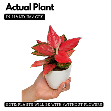 aglaonema modestum for sale Aglaonema Diamond Red (Aglaonema modestum)Live Plant (Home & Garden) – Hug A Plant