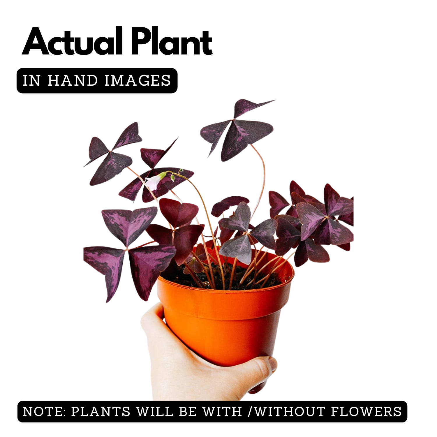 Oxalis Triangularis - Purple Shamrock, Butterfly Oxalis, Butterfly Plant Live Plant (Home & Garden)