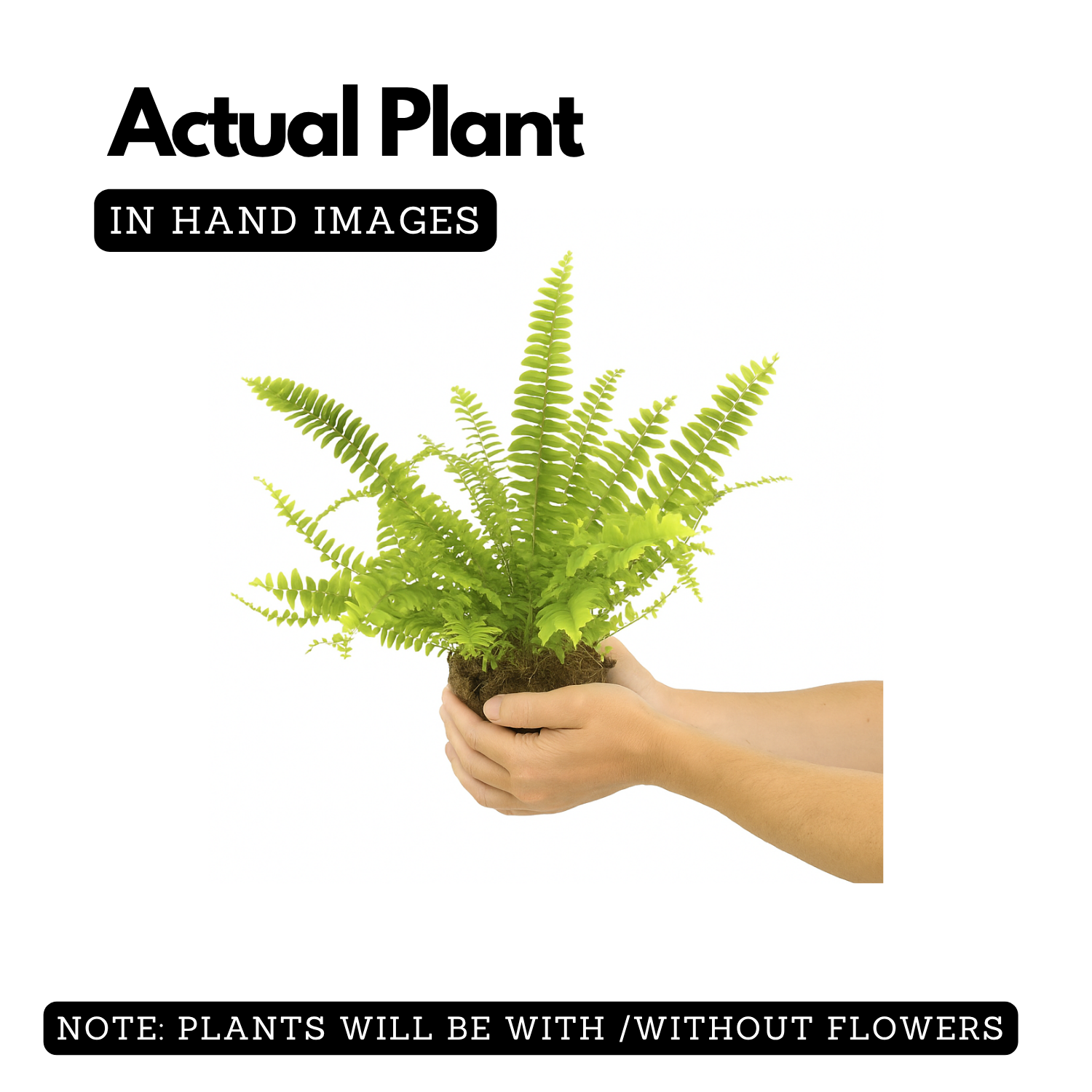 Boston fern plant (Nephrolepis exaltata)  (Home & Garden)