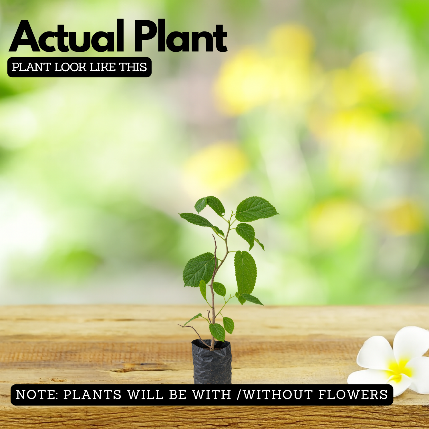 Idampiri valampiri (Helicteres isora) Live Plant (Home & Garden)