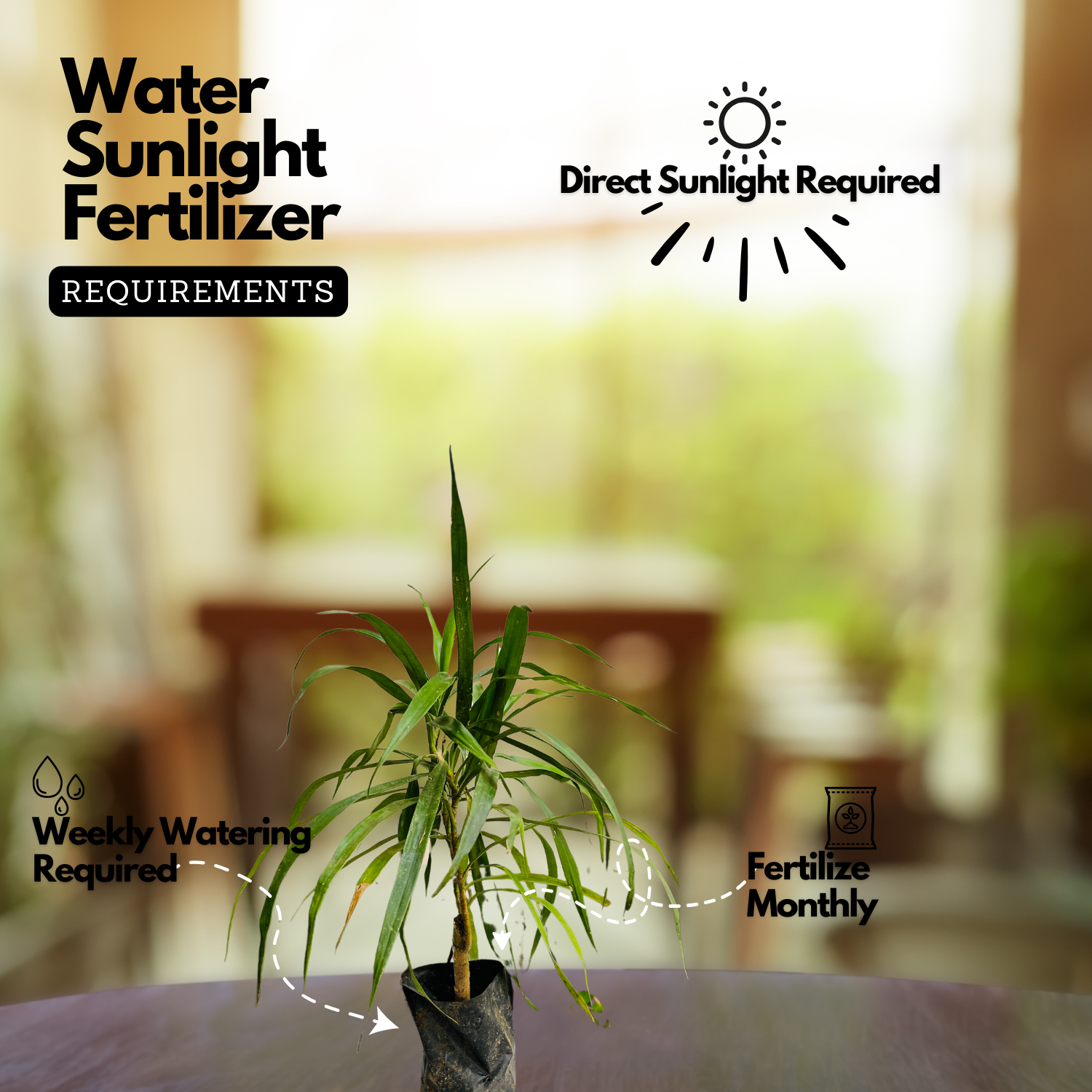 Dracaena Green Ornamental Live Plant (Home & Garden)