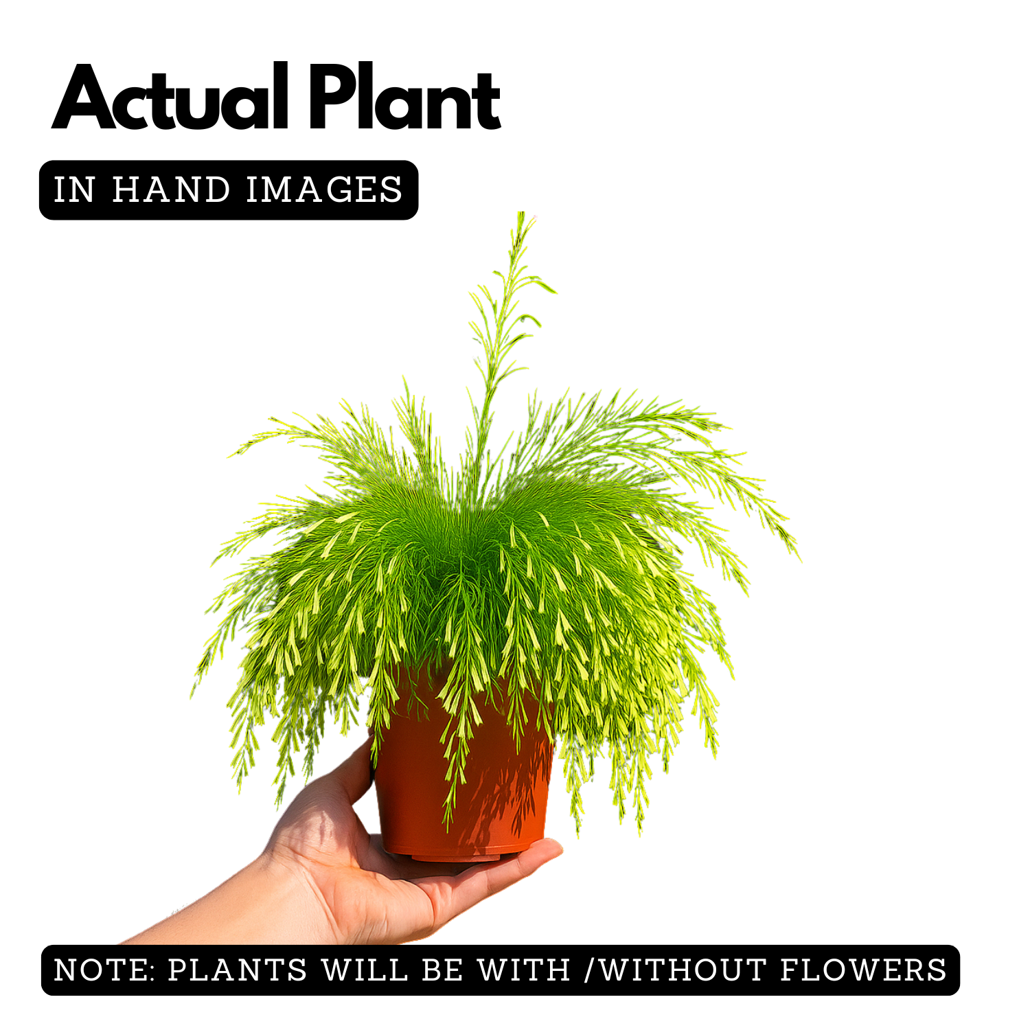 Fire Cracker White Live Plant (Home & Garden)