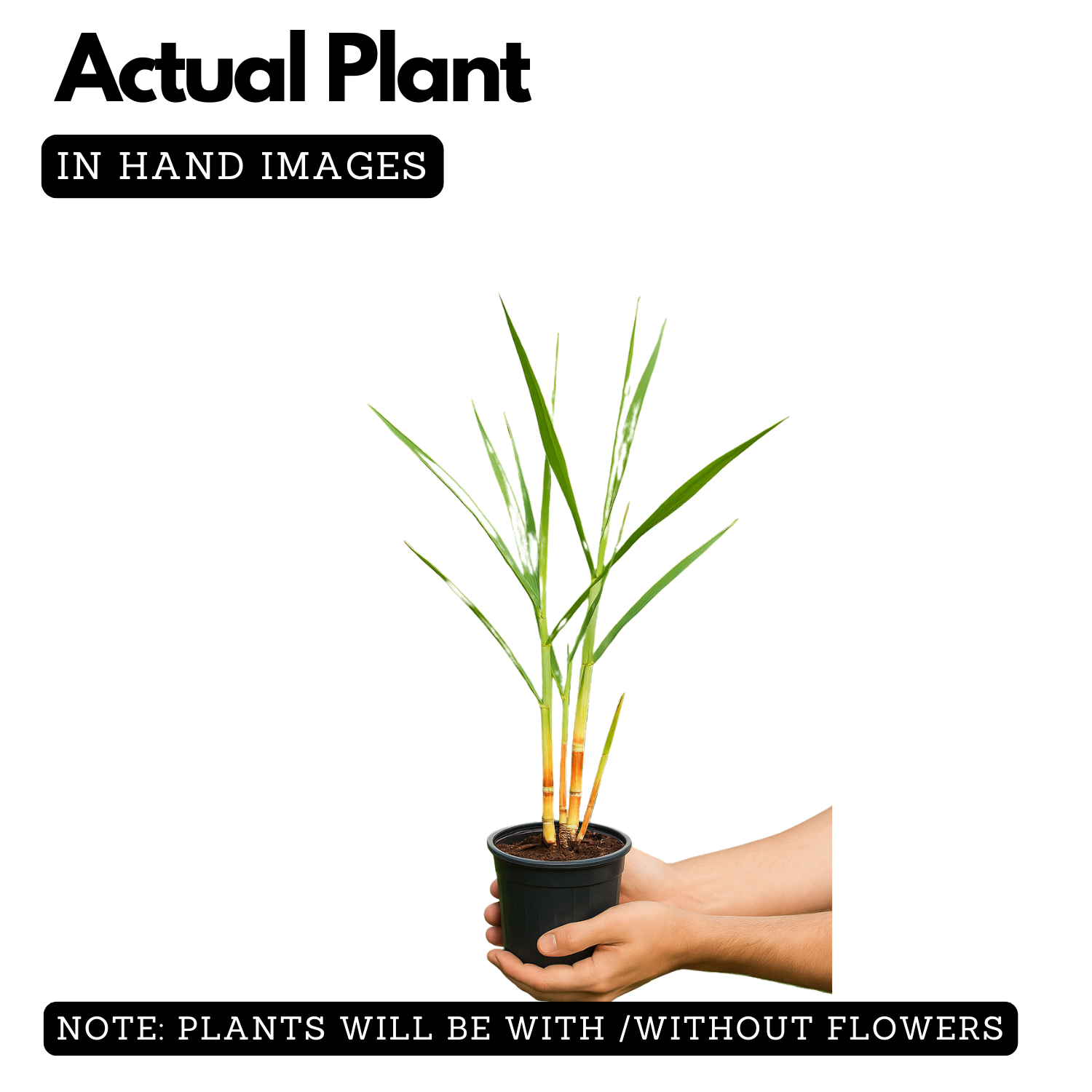 Sugarcane/Ganna(Saccharum officinarum)Live Plant(Home&Garden)