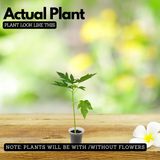 Red Lady Papaya Papita Fruit Live Plant (Home & Garden)