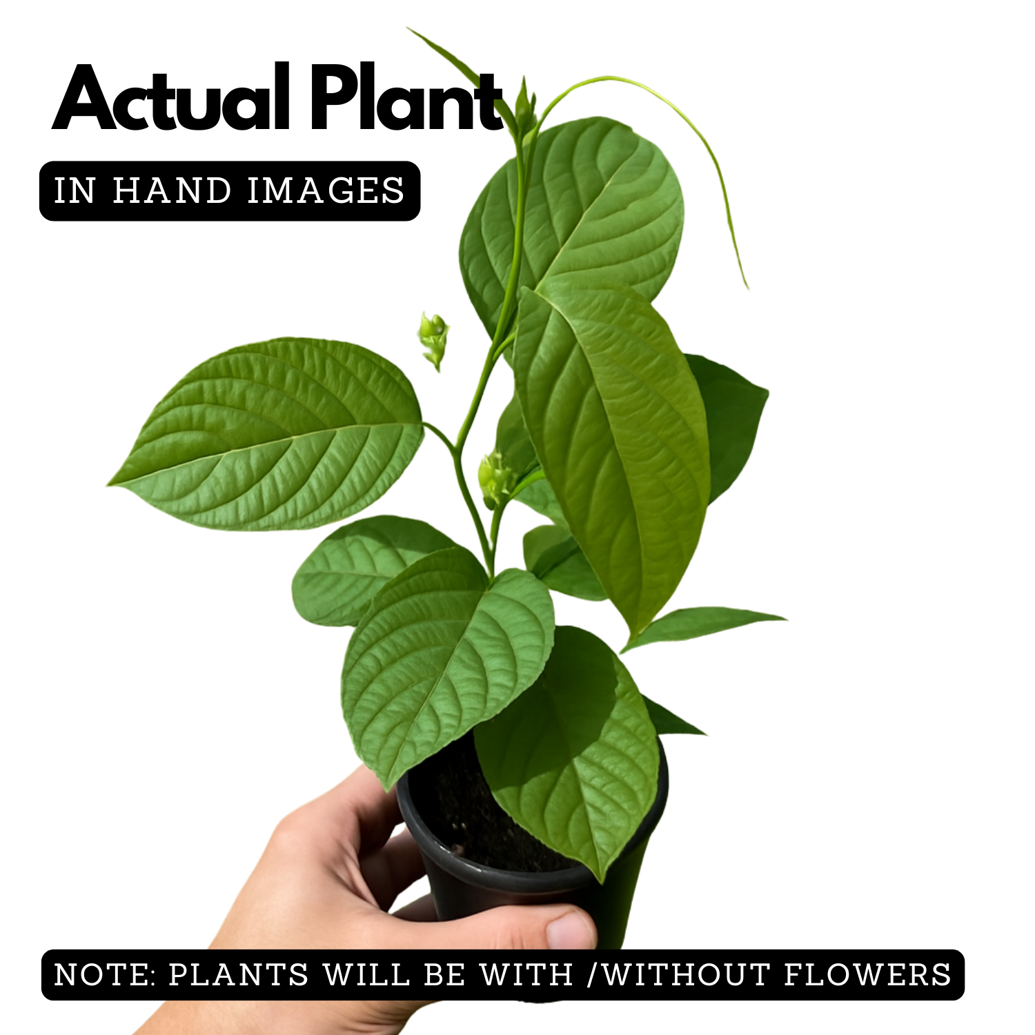 Akashavellari Live Plant (Home & Garden)