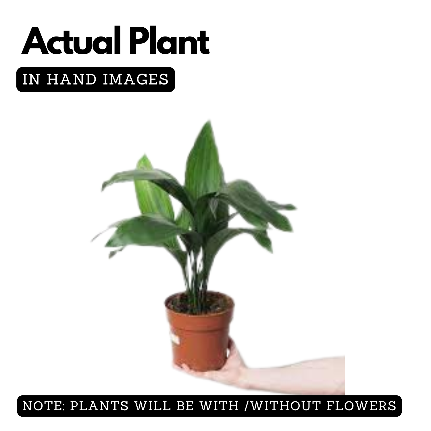 Cast Iron Plant (Aspidistra Elatior)(Bar-Room Plant)Live Plant (Home & Garden)
