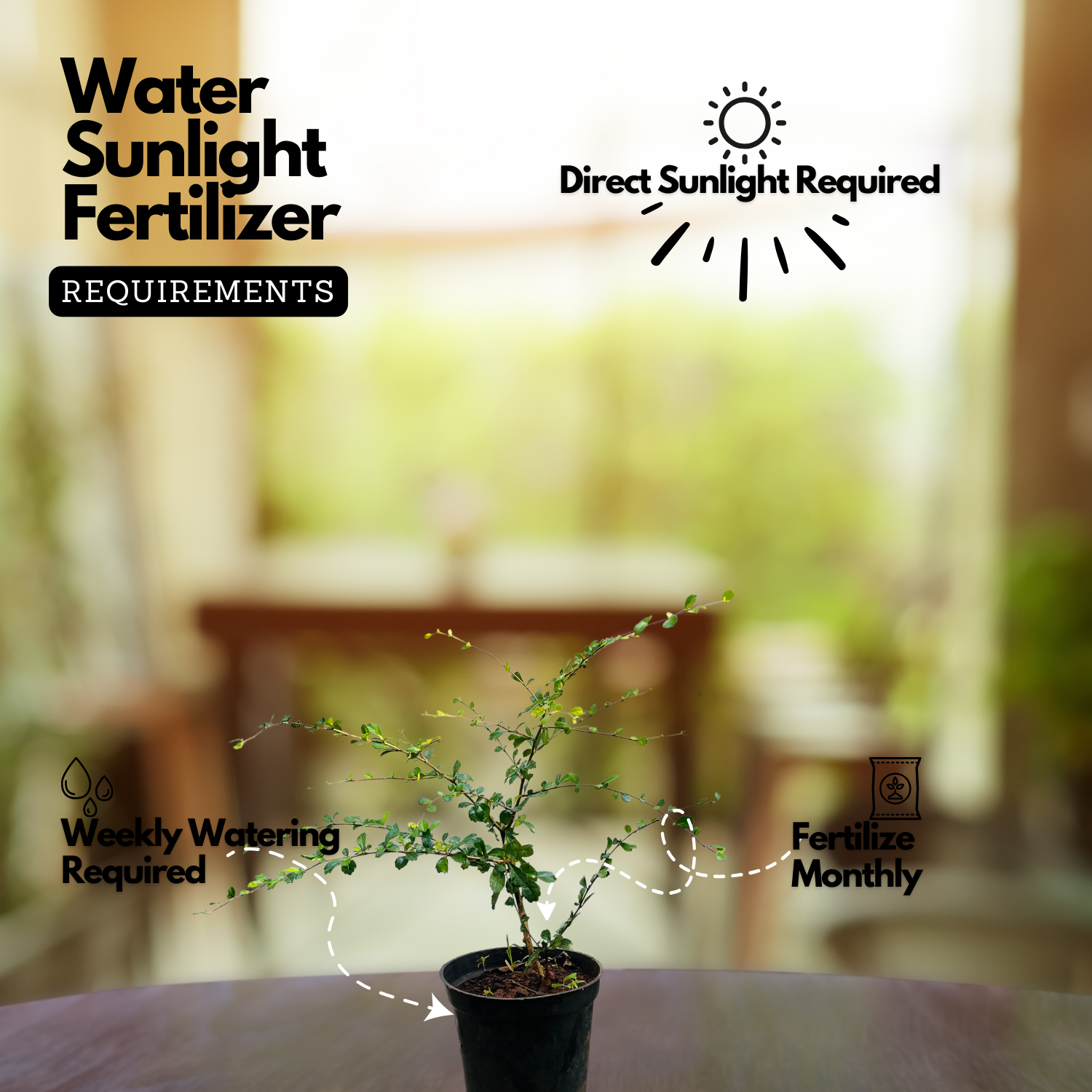 Malpighia plant Ornamental Live Plant (Home & Garden)