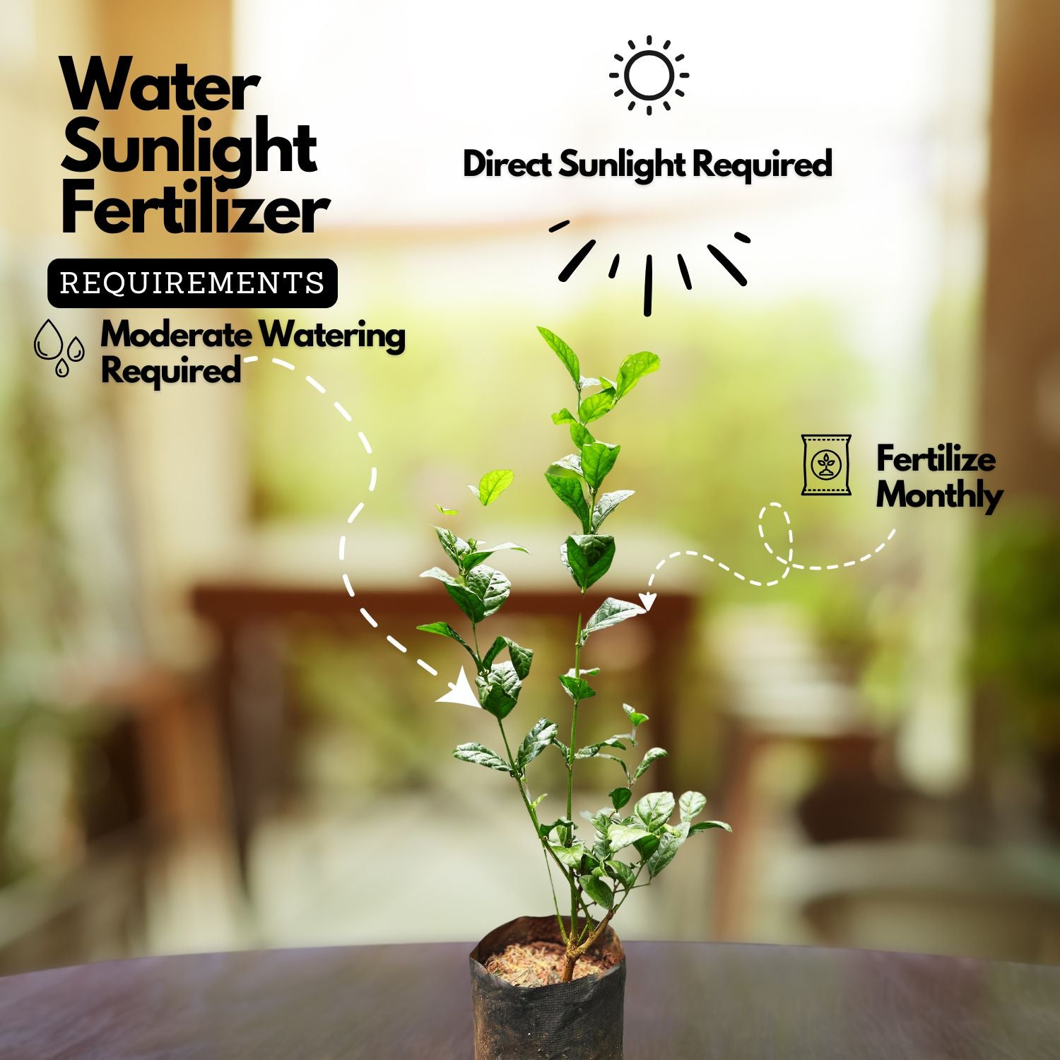 Flowering Plant Birth Star: Anizham (Plant: Jasmine / Mulla / Jasminum sambac) / Flowering / Ornamental Live Plant (H&G)