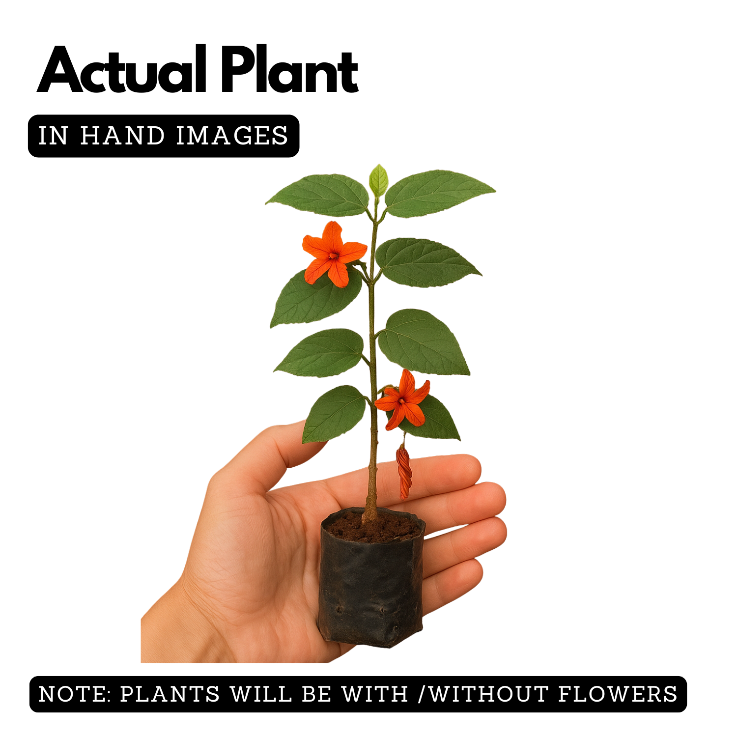 Idampiri valampiri (Helicteres isora) Live Plant (Home & Garden)