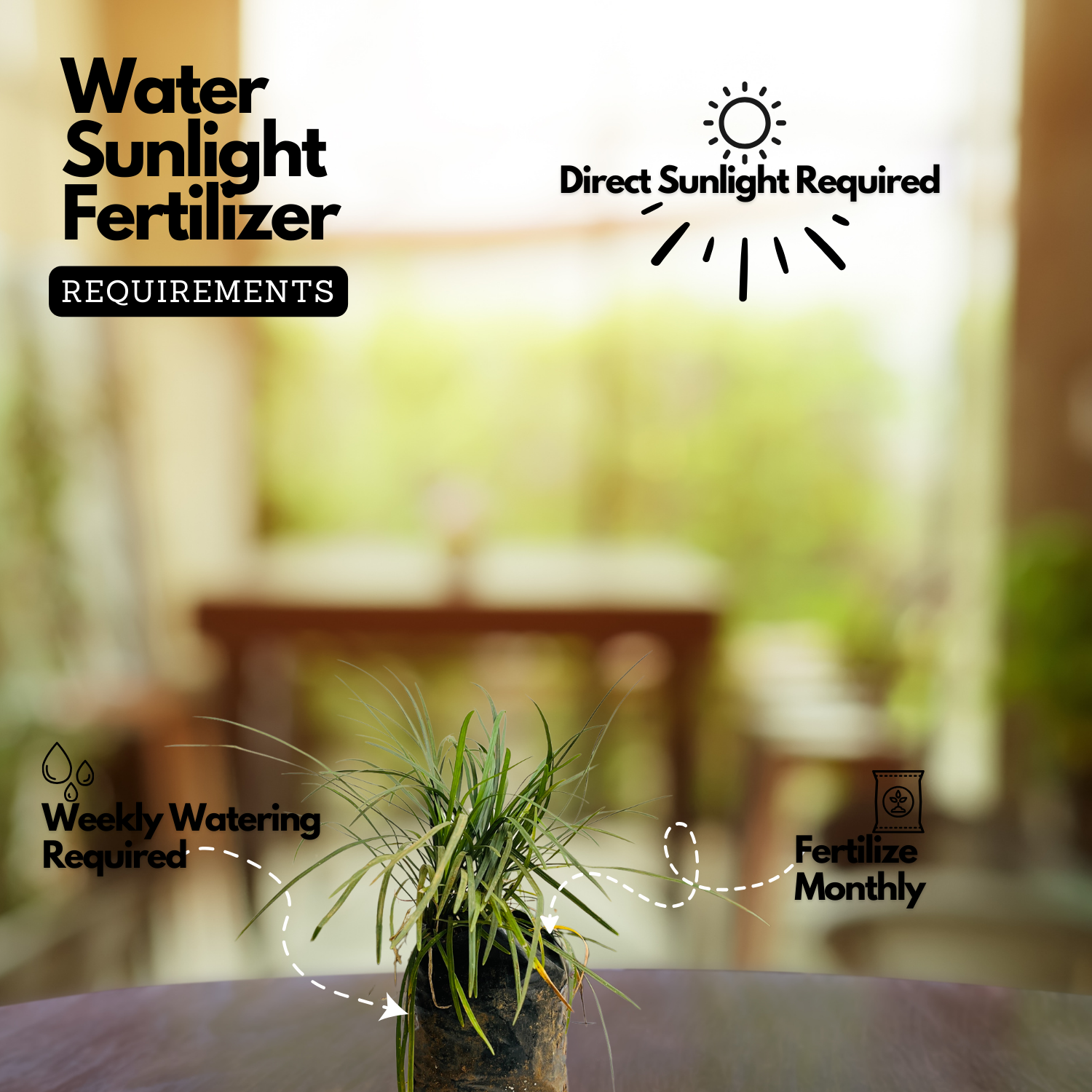 Mountain Grass - Ornamental Plant Live Plant (Home & Garden)