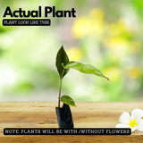 Heliconia St Vincent Red Live Plant | Tropical Flowering / Ornamental Live Plant (Home & Garden)