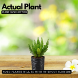 Foxtail Fern Live Plant | Asparagus Densiflorus ‘Myersii’ | Ornamental Green Foliage Plant for Home & Garden